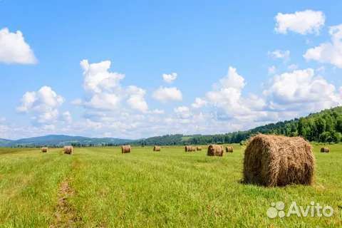 Сено разнотравье в тюках и рулонах 2023