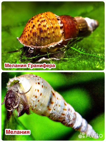 Улитки аквариумные Мелания гранифера