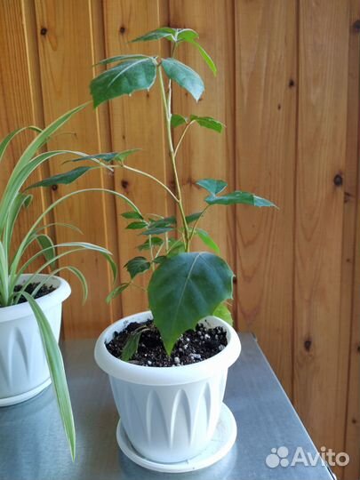 Комнатные цветы