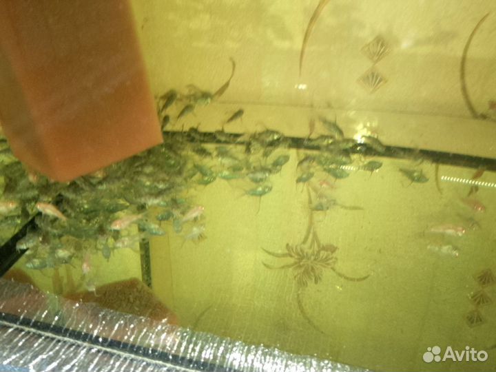 Аквариумные рыбки и растения