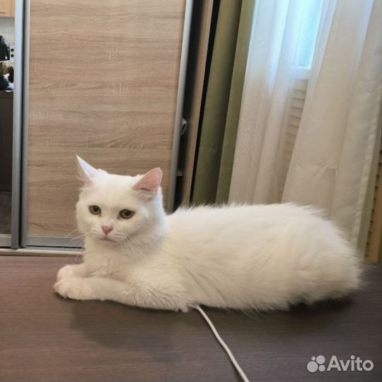 Котик Зефирчик