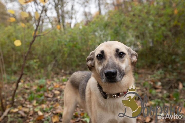 Прекрасная Альма в дар