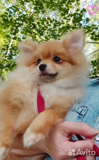 Померанский шпиц девочка