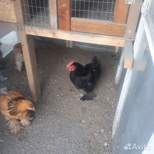 Куры и петушки