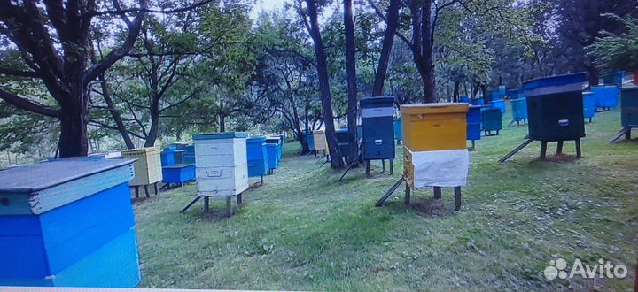 Мёд липовый свежайший2023г.натуральный