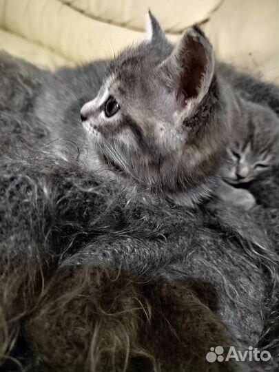 Кошка в дар бесплатно