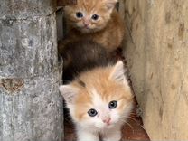 Кошечка и котик ищут дом
