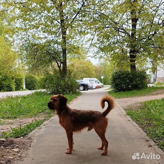 Собака в добрые руки