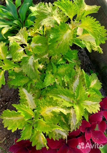 Колеусы вегетативные