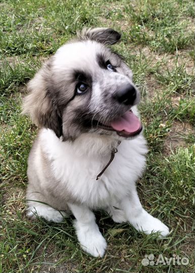 Щенок девочка, 3.5 мес