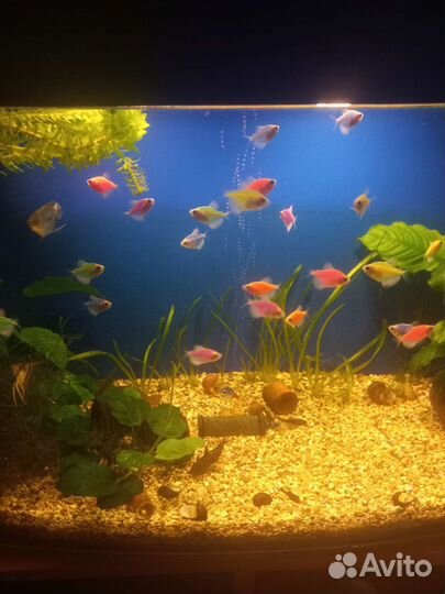Тернеция гло фиш.Аквариумные рыбки(разводные)