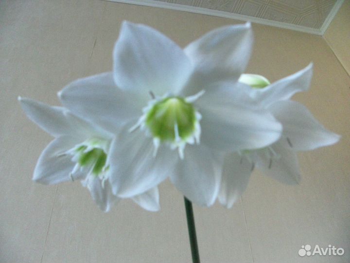 Взрослые цветы в больших горшках