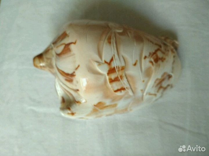 Ракушка морская