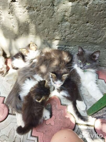 Котята в добрые руки бесплатно