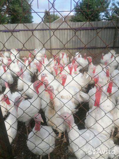 Индюшата подрощенные