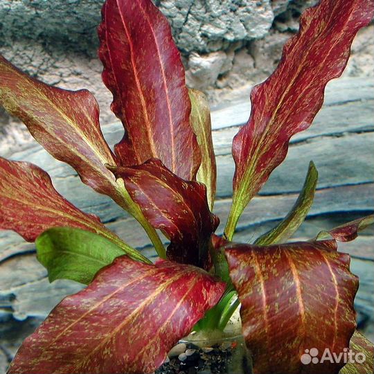 Эхинодорус красное пламя