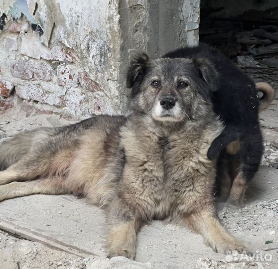 Собака в добрые руки