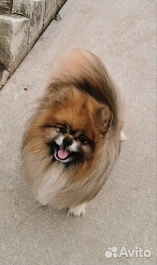 Померанский шпиц мини мальчик