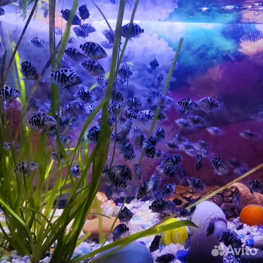 Аквариумные рыбы сапфировый поугай