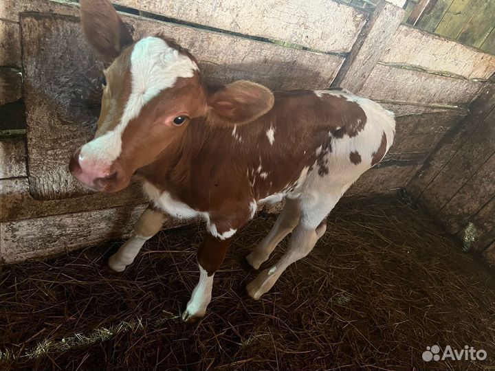 Бычок чистопородный айршир
