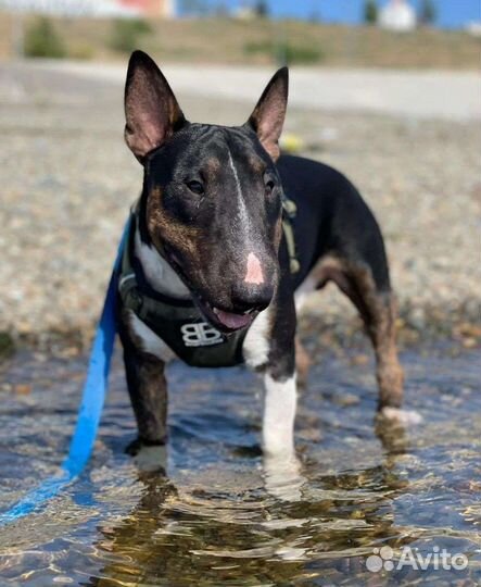 Выгул собак на время вашего отдыха и не только