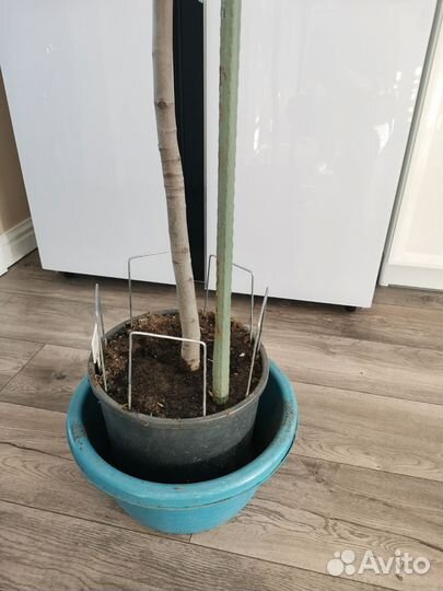 Саженцы инжира 3 х летки, в горшках 8 литров