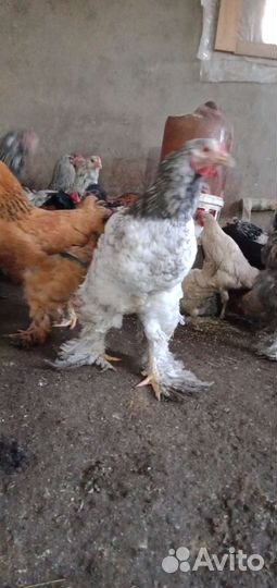 Петухи Брама