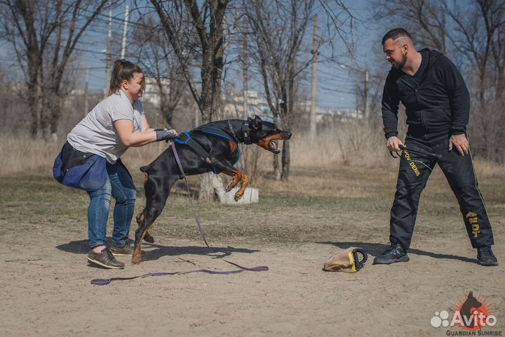 Вязка Доберман РКФ