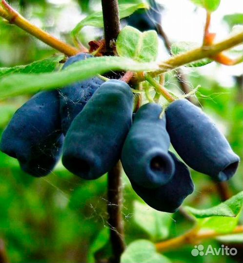 Кусты жимолости