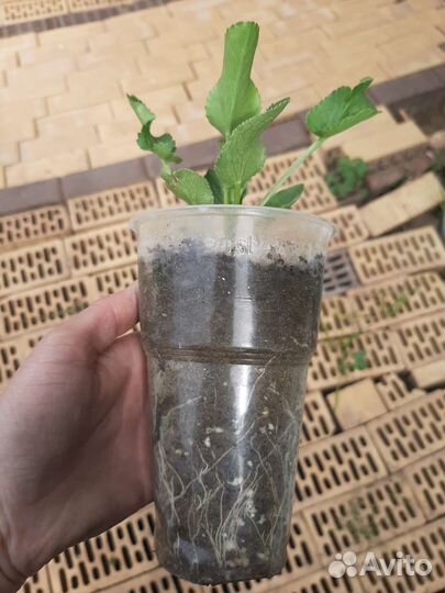 Синеголовник