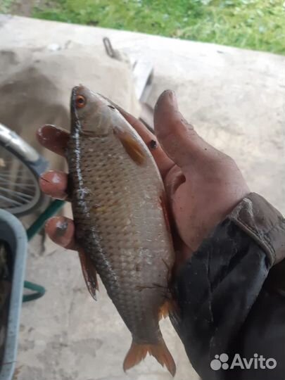 Коптим продукцию