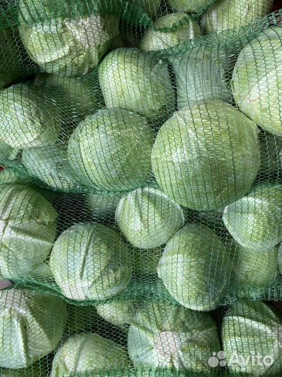 Капуста сорт 