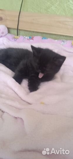 Котята