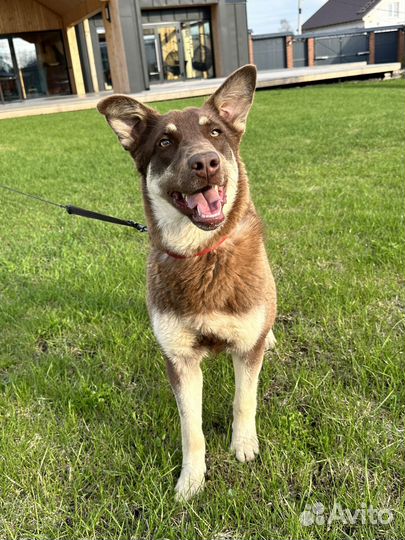 Метис хаски