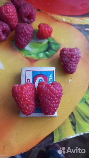 Малина много сортов