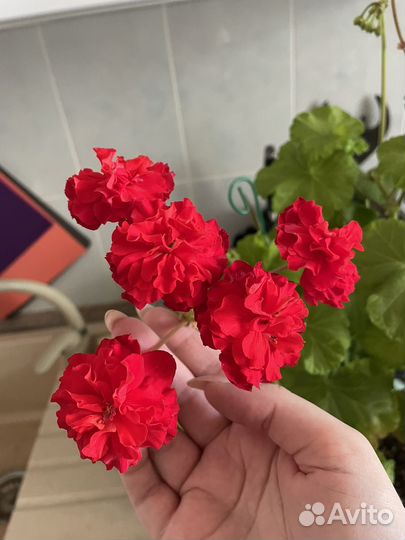 Пеларгония юг цветы зевса