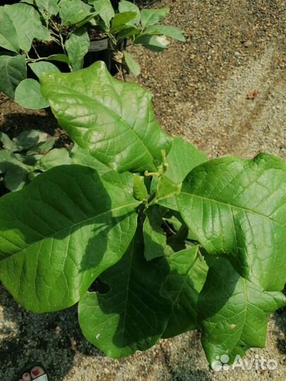 Магнолия Pinke в 4л горшке