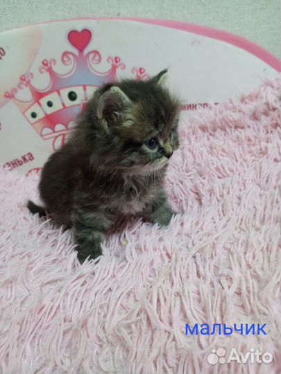 Котенок (мальчик и девочка)