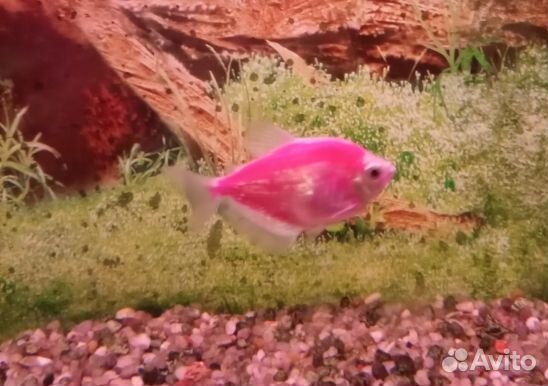 Для аквариума
