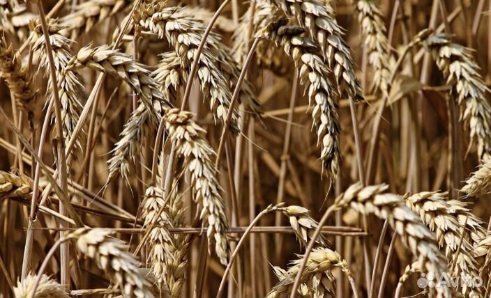 Пшеница