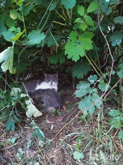 Котята отдам в добрые руки бесплатно