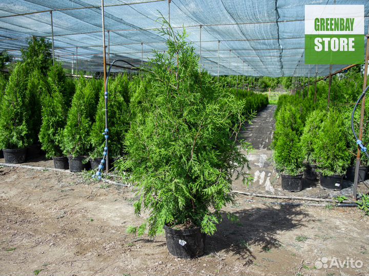 Туи брабант 120 см свежая копка 2023