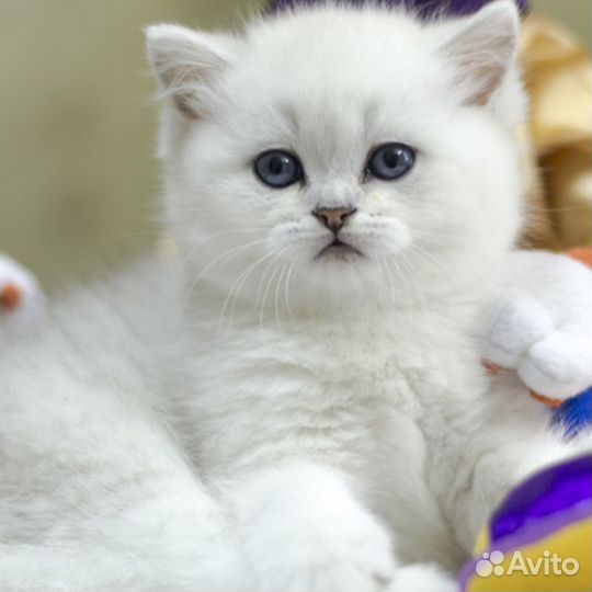 Котята из питомника