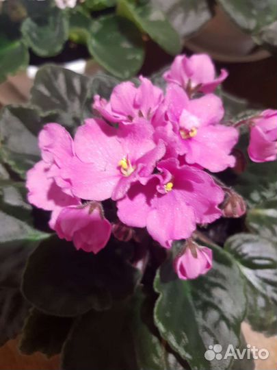 Фиалки цветущие