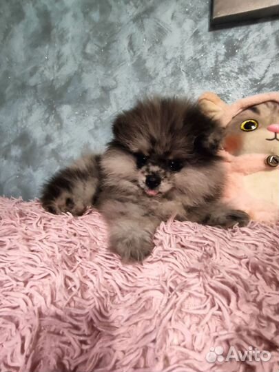 Мальтипу мини F1