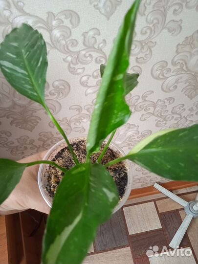 Спатифиллум