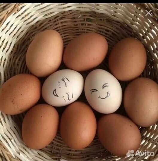 Домашние куриные яйца