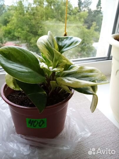 Цветы комнатные