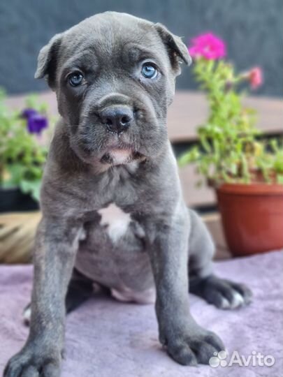 Малышка Кане Корсо