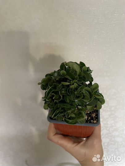 Адениум Барашек